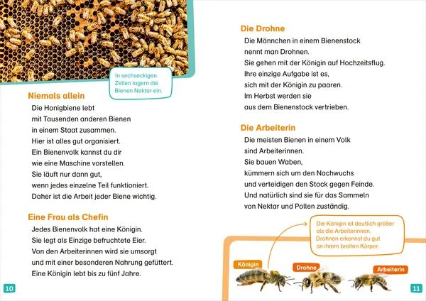 was-ist-was-erstes-lesen-bienen-gebundene-ausgabe-christina-braun.jpeg-2.webp