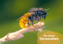 was-ist-was-erstes-lesen-bienen-gebundene-ausgabe-christina-braun-2.webp