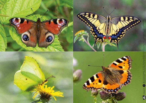 ameise-biene-und-schmetterling-unsere-insekten-kamishibai-bildkarten-und-memo-spiel-box-monika-lehner-3.webp