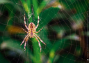 ameise-biene-und-schmetterling-unsere-insekten-kamishibai-bildkarten-und-memo-spiel-box-monika-lehner-2.webp