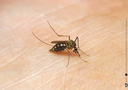 ameise-biene-und-schmetterling-unsere-insekten-kamishibai-bildkarten-und-memo-spiel-box-monika-lehner.webp