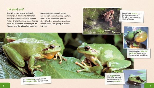 meine-grosse-tierbibliothek-der-frosch-gebundene-ausgabe-paul-starosta.webp