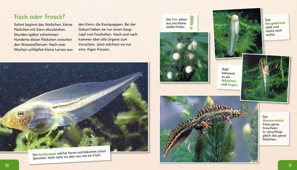 meine-grosse-tierbibliothek-der-frosch-gebundene-ausgabe-paul-starosta-2.webp