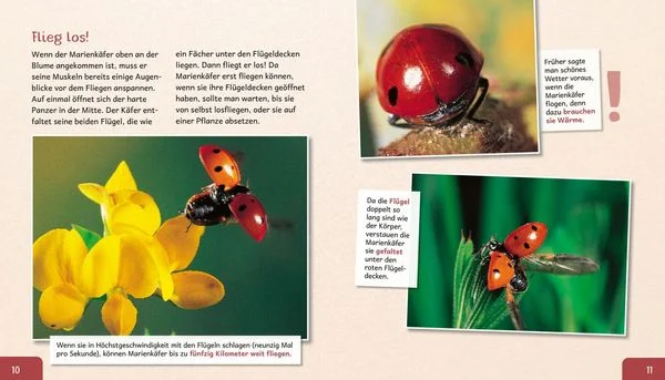 meine-grosse-tierbibliothek-der-marienkaefer-gebundene-ausgabe-valerie-tracqui.jpeg-3.webp