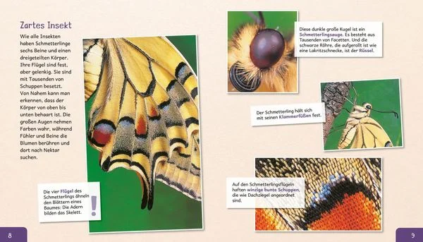 meine-grosse-tierbibliothek-der-schmetterling-gebundene-ausgabe-valerie-tracqui.jpeg-2.webp