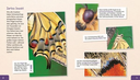 meine-grosse-tierbibliothek-der-schmetterling-gebundene-ausgabe-valerie-tracqui.jpeg-2.webp