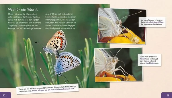 meine-grosse-tierbibliothek-der-schmetterling-gebundene-ausgabe-valerie-tracqui.jpeg-3.webp