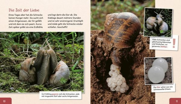 meine-grosse-tierbibliothek-die-schnecke-gebundene-ausgabe-paul-starosta.webp