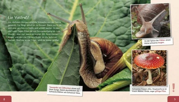 meine-grosse-tierbibliothek-die-schnecke-gebundene-ausgabe-paul-starosta.jpeg-2.webp