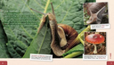 meine-grosse-tierbibliothek-die-schnecke-gebundene-ausgabe-paul-starosta.jpeg-2.webp
