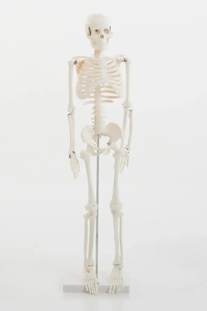 Skelett 85cm