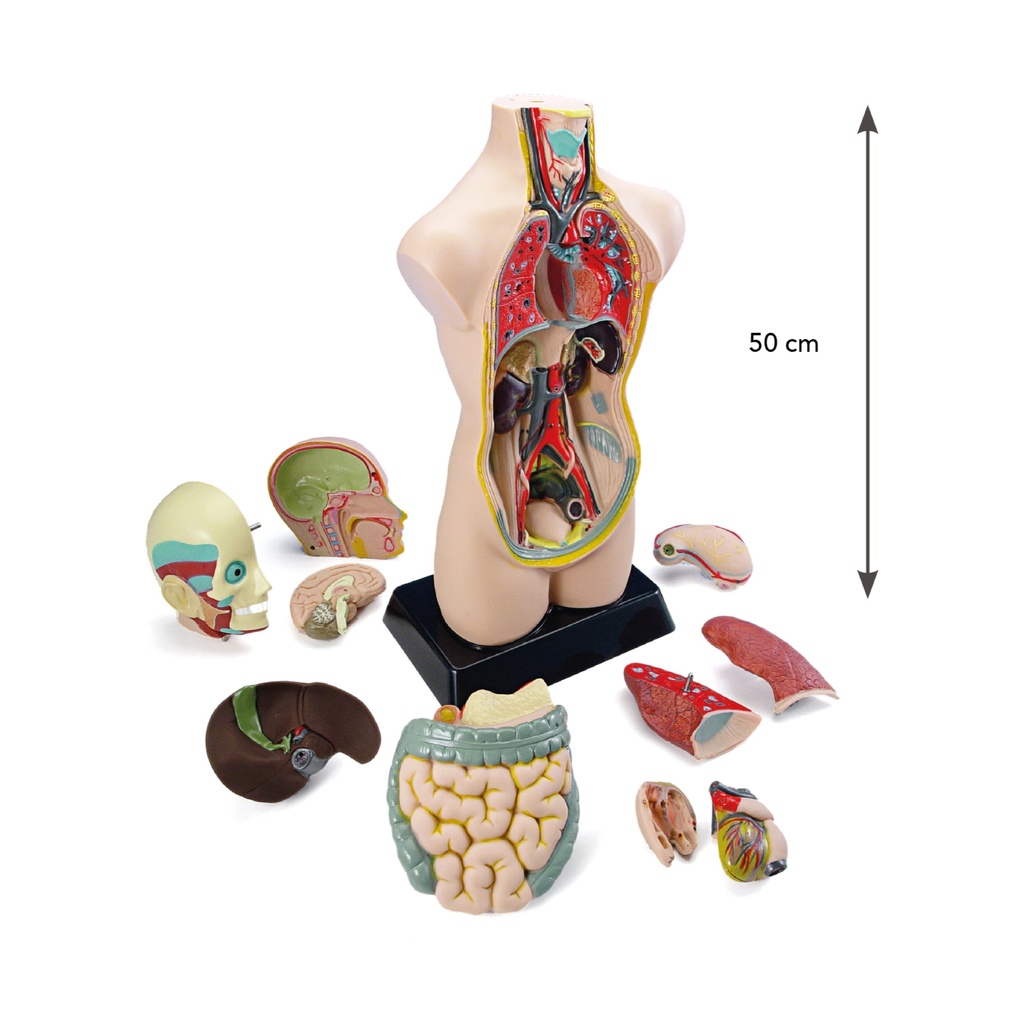 Anatomie Torso 