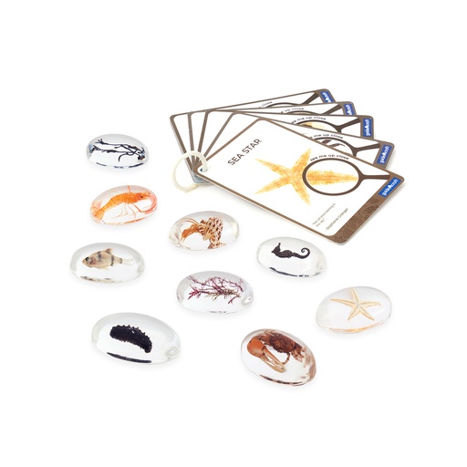 [104313] Beobachtungsgläser - Meereslebewesen